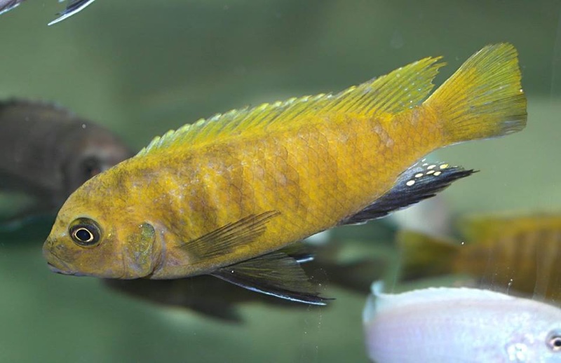 Maylandia sp. 'zebra gold' Sanga